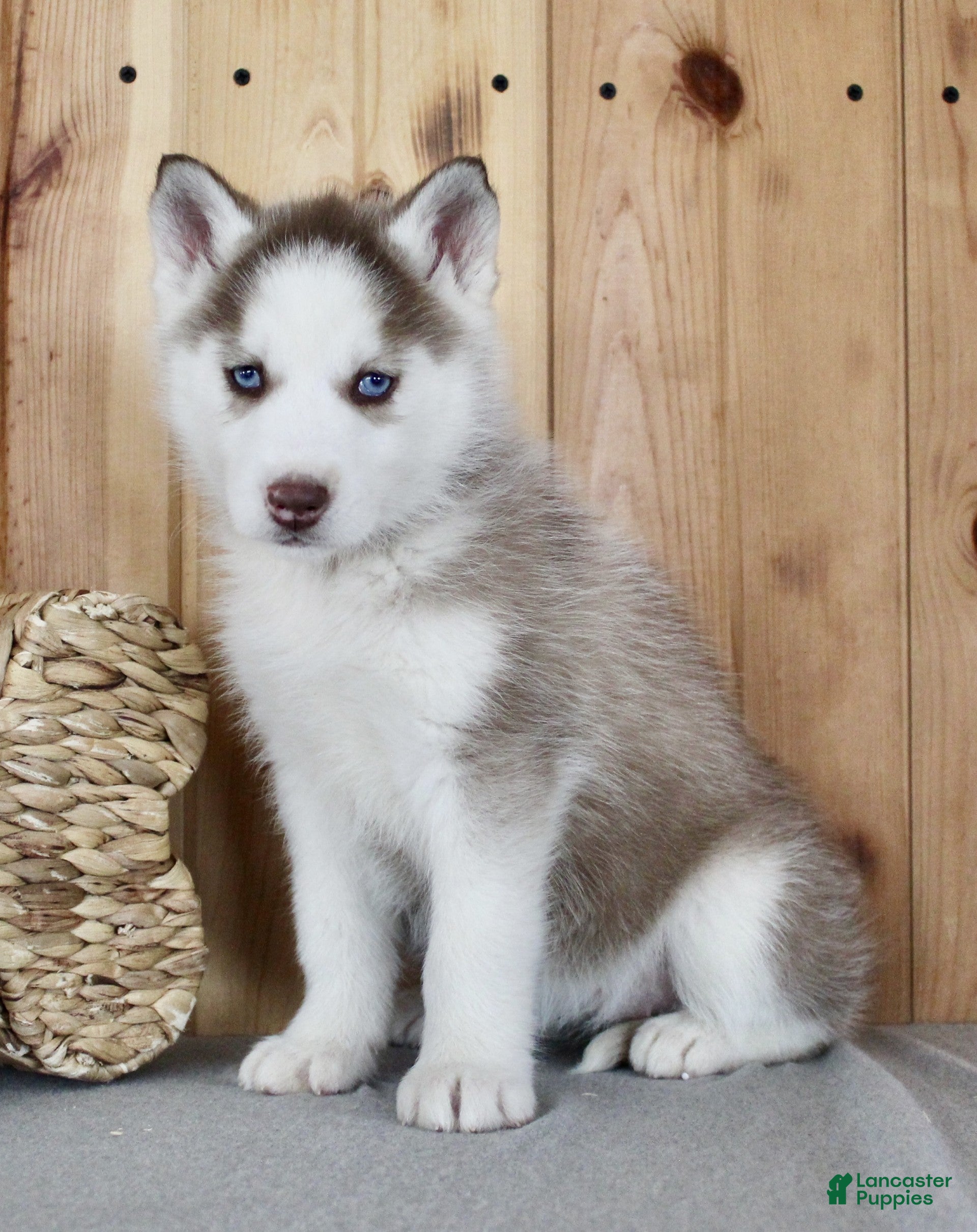 Siberian Husky dogs Kiki - Ad 2