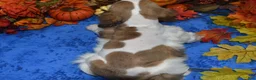 Cocker Spaniel dogs for sale: AKC Boone Chocolate Sable Parti Merle Blue Eyes American Cocker Spaniel Puppy - Ad 5