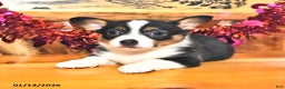 Welsh Corgi Pembroke dogs for sale: Sassy - Ad 3