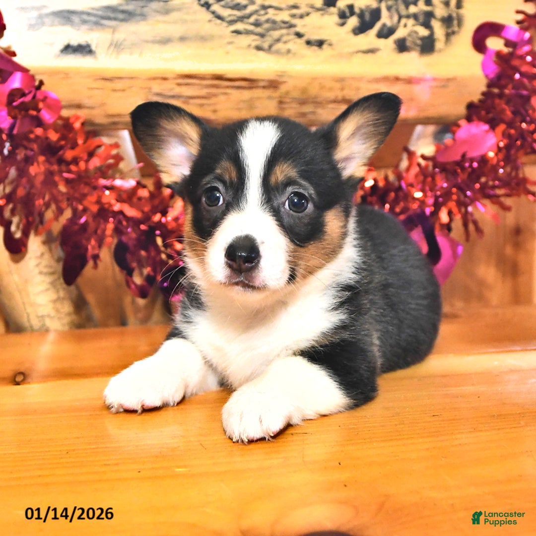 Welsh Corgi Pembroke dogs for sale: Sassy - Ad 3
