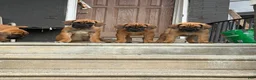 South African Boerboels dogs for sale: LGK TANK  - Ad 2