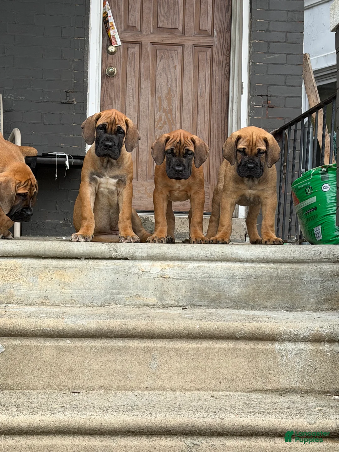 South African Boerboels dogs for sale: LGK TANK  - Ad 2