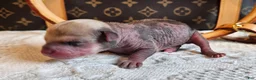 Mixed Breed dogs for sale: Jack - Ad 3