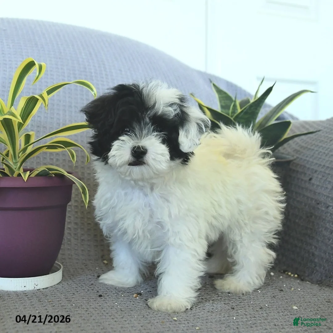 Maltipoo dogs for sale: Snickers  - Ad 1