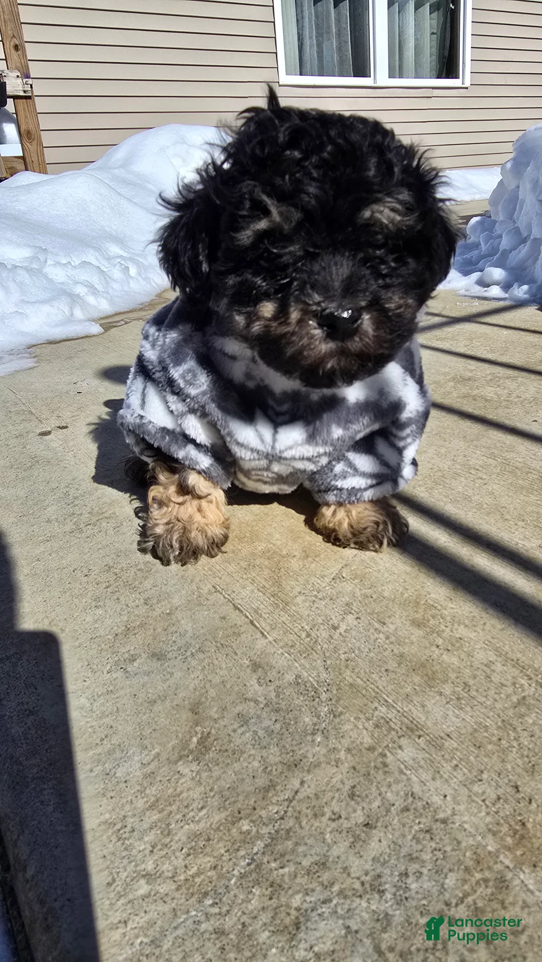 Toy Poodle dogs for sale: Blake - Ad 3
