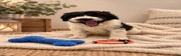 Mixed Breed dogs for sale: Bear - Orange Collar Pyredoodle - Ad 2