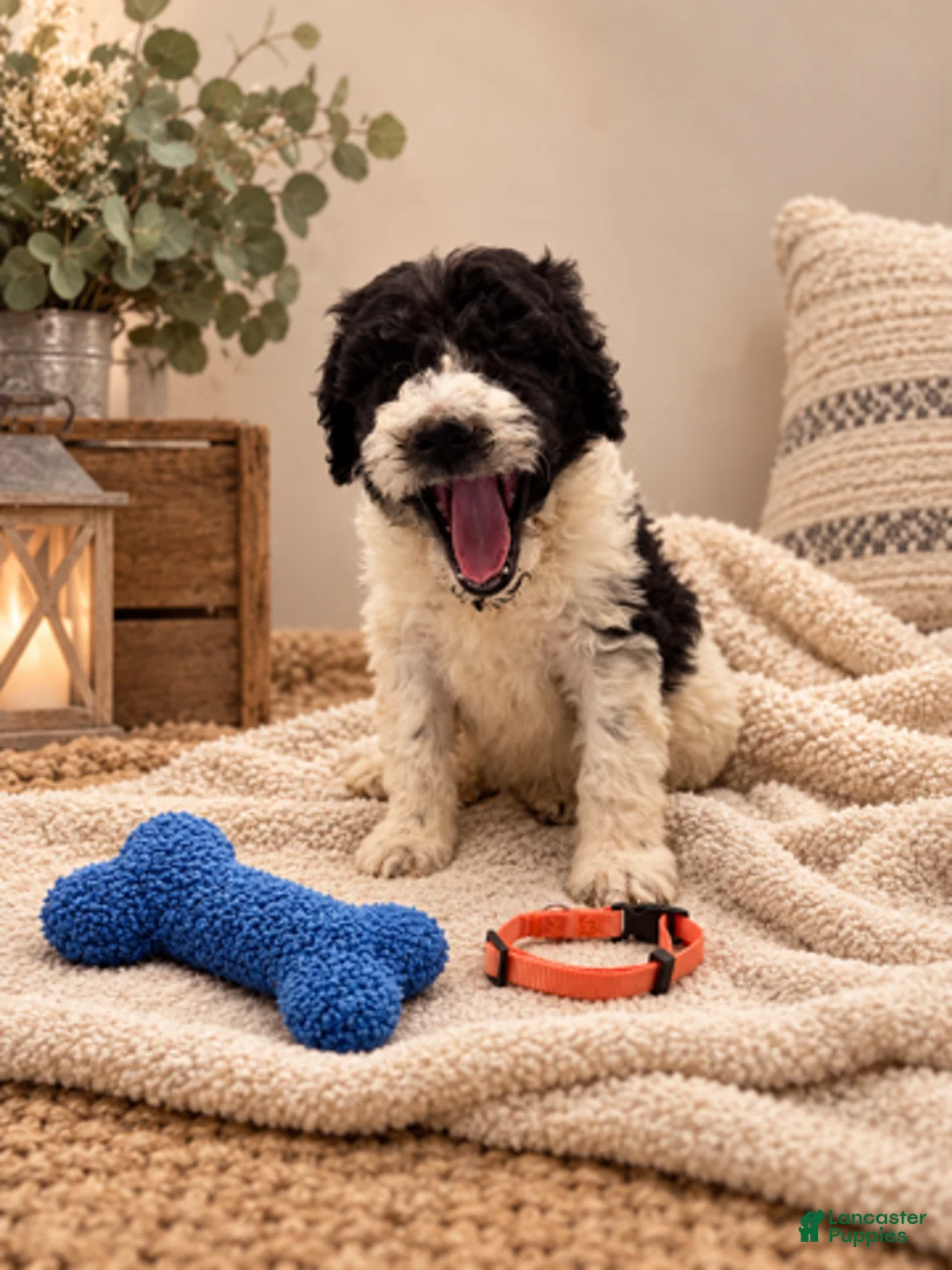 Mixed Breed dogs for sale: Bear - Orange Collar Pyredoodle - Ad 2