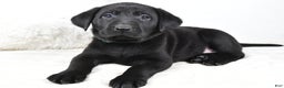 Labrador Retriever dogs for sale: Zoey - Ad 6