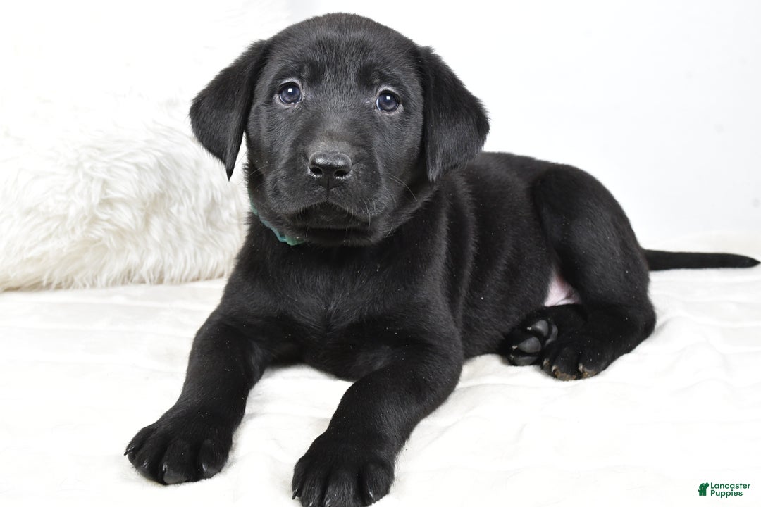Labrador Retriever dogs for sale: Zoey - Ad 6