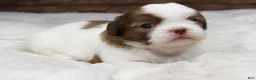 Shih Tzu dogs for sale: Millie - Ad 4