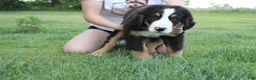 Bernese Mountain Dog dogs for sale: Moose  - Ad 5