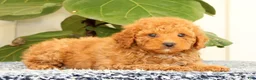 Cavapoo dogs for sale: Austin - Ad 5