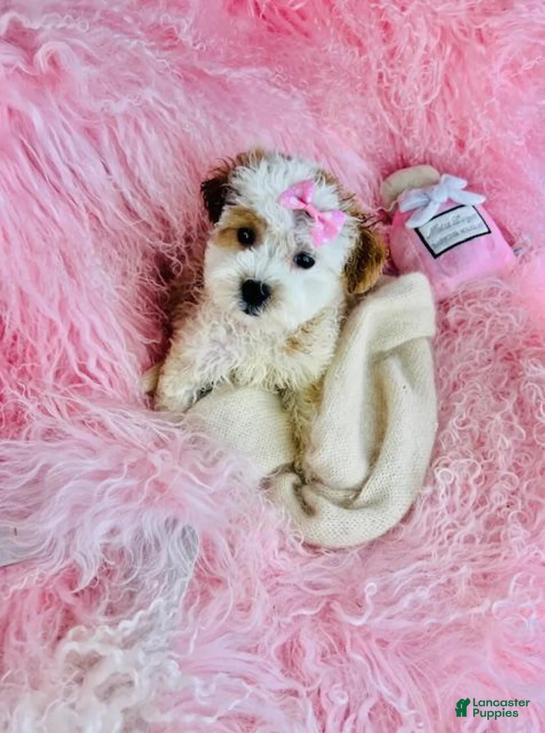 Shihpoo dogs for sale: Shihpoo Puppy 1 - Ad 2
