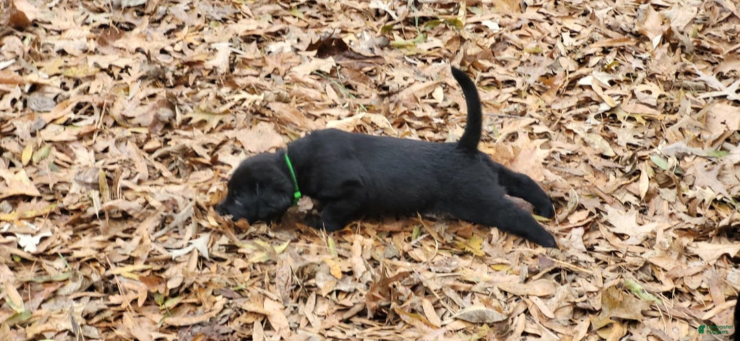Goldador dogs for sale: Goldador Puppy 2 Lime - Ad 4