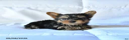 Yorkshire Terrier dogs for sale: Blitz  - Ad 3