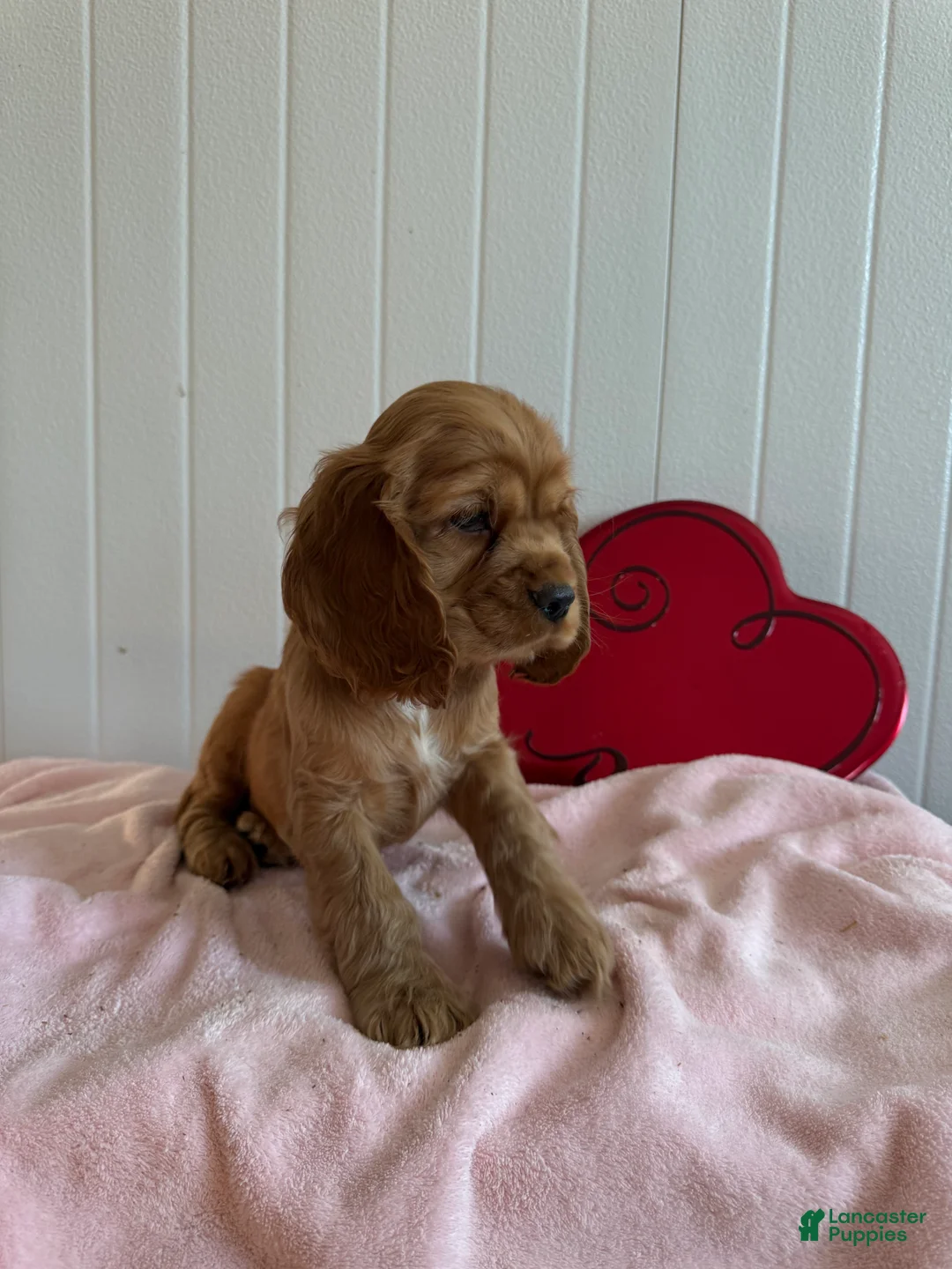 Cocker Spaniel dogs for sale: Archie - Ad 5