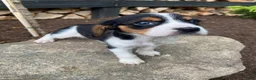 Beaglier dogs for sale: Alice - Ad 3