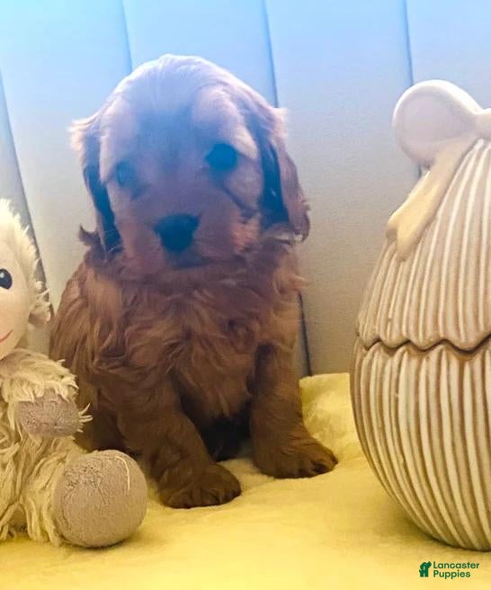 Cavapoo dogs Billy - Ad 22