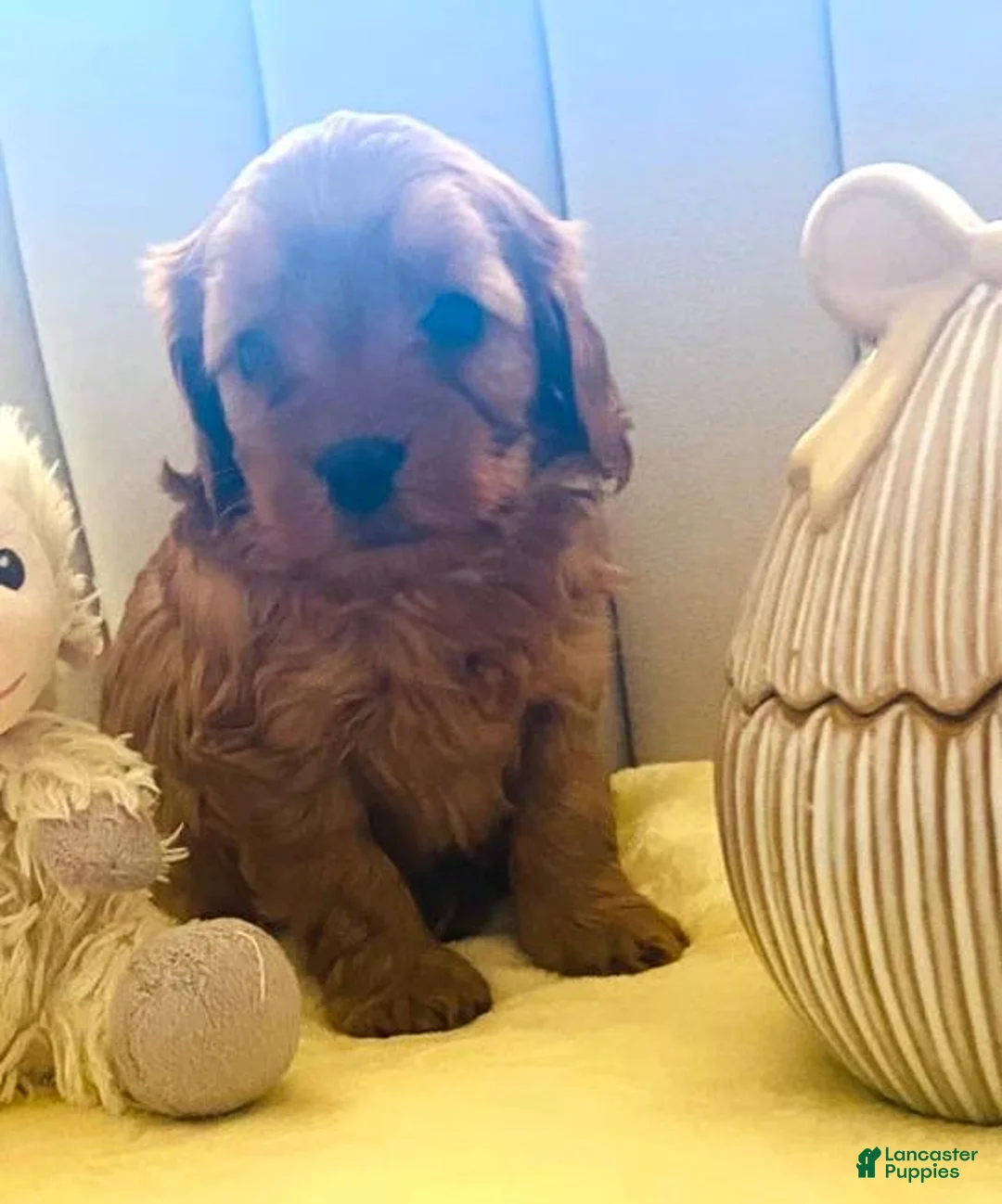 Cavapoo dogs for sale: Billy - Ad 1