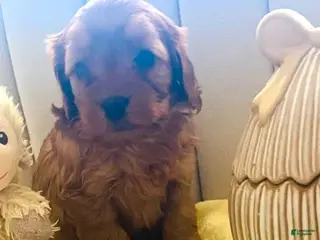 Cavapoo dogs Billy - Ad 22