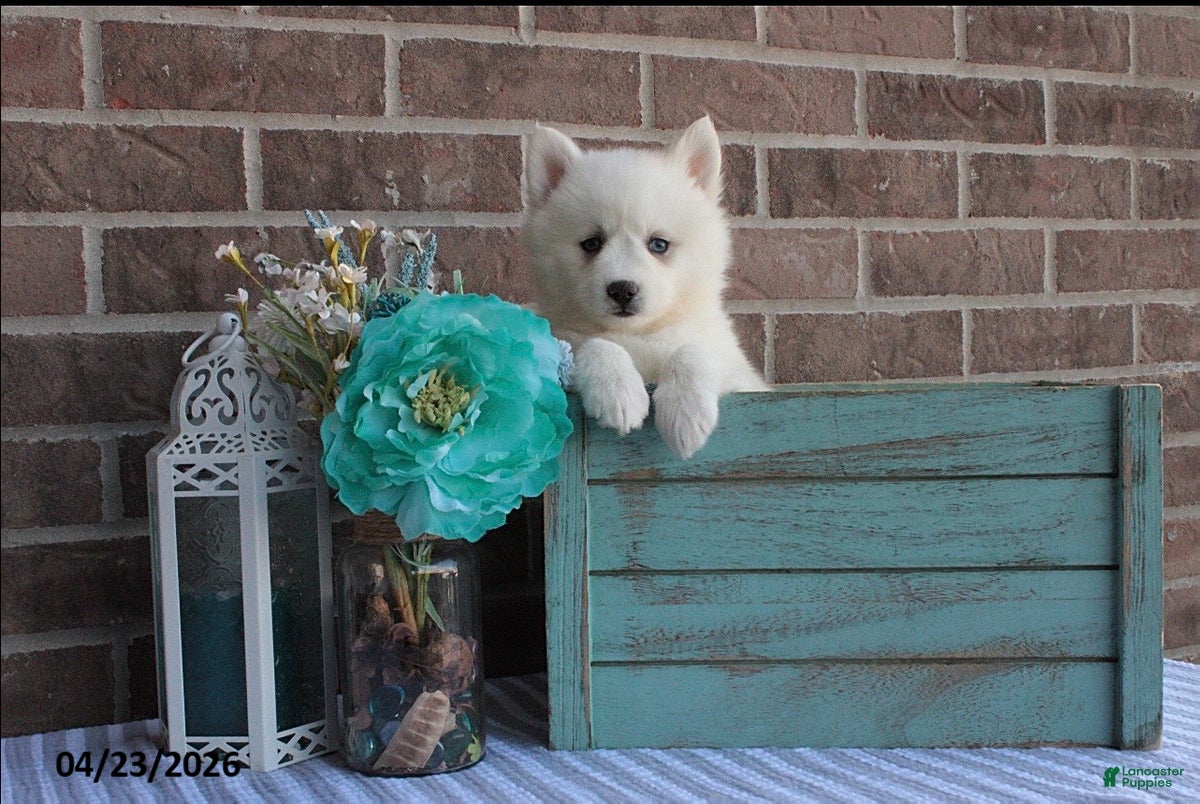 Pomsky dogs Penelope - Ad 2