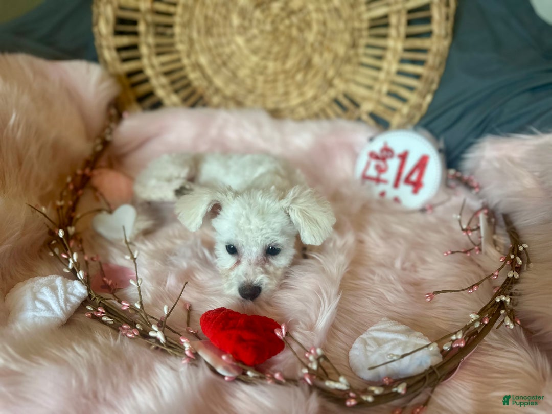 Maltipoo dogs for sale: Mopsie - Ad 13