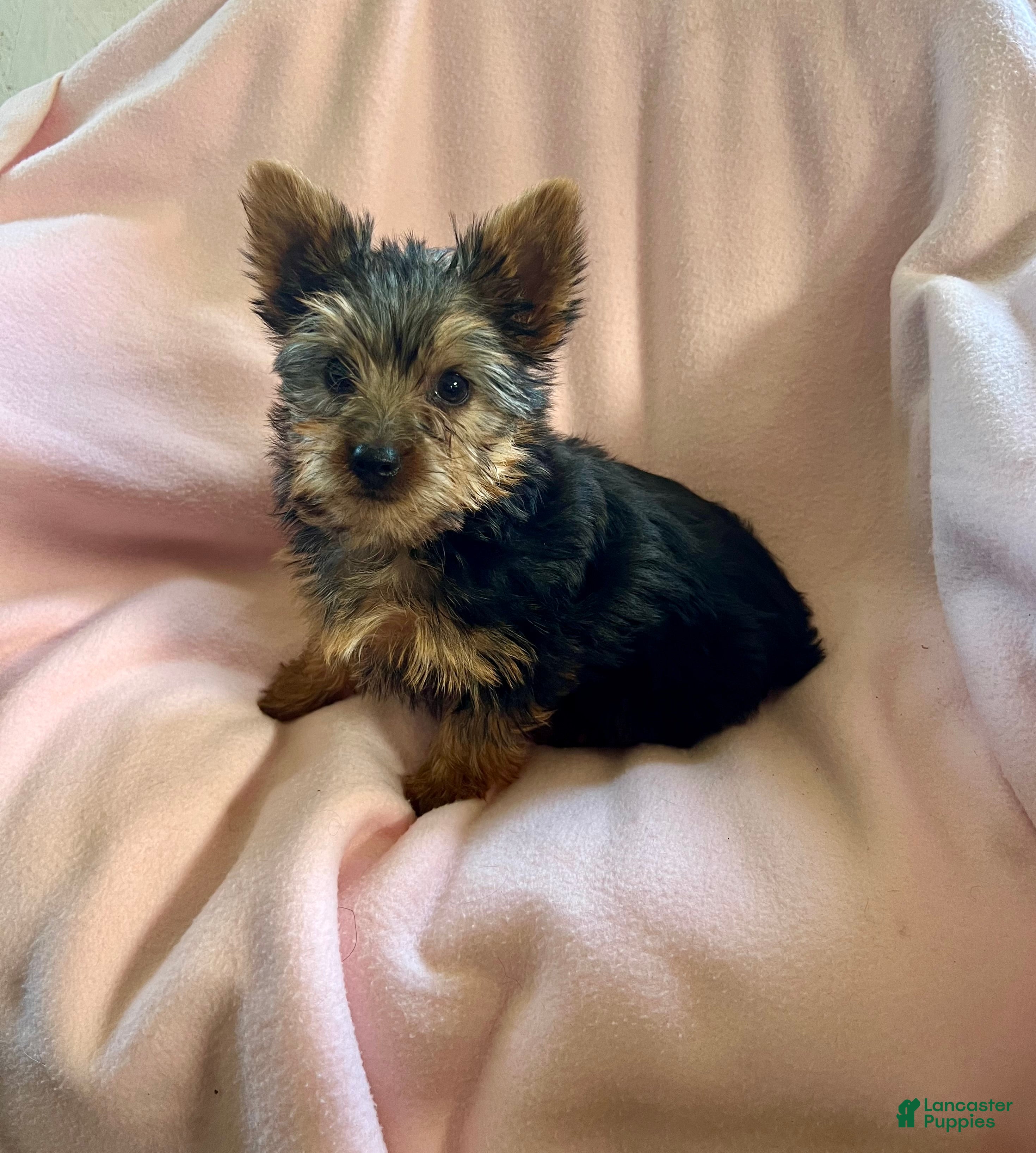 Yorkshire Terrier dogs Daisy May - Ad 1