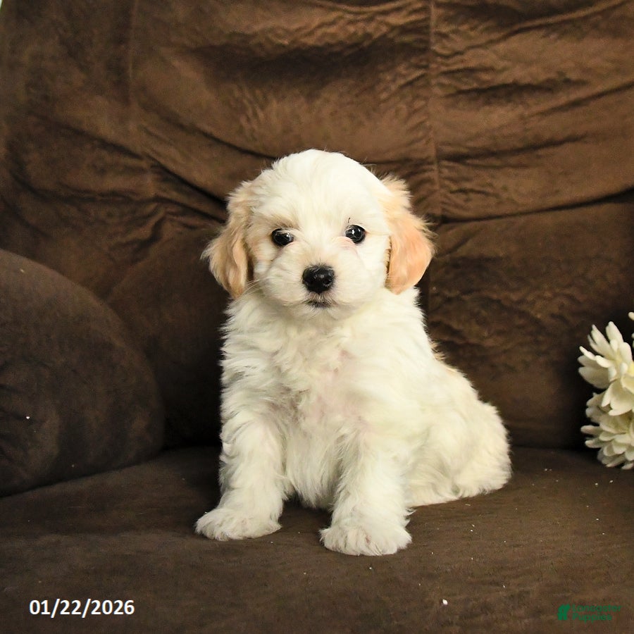 Maltipoo dogs Molly - Ad 32