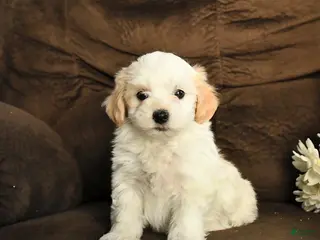 Maltipoo dogs Molly - Ad 40