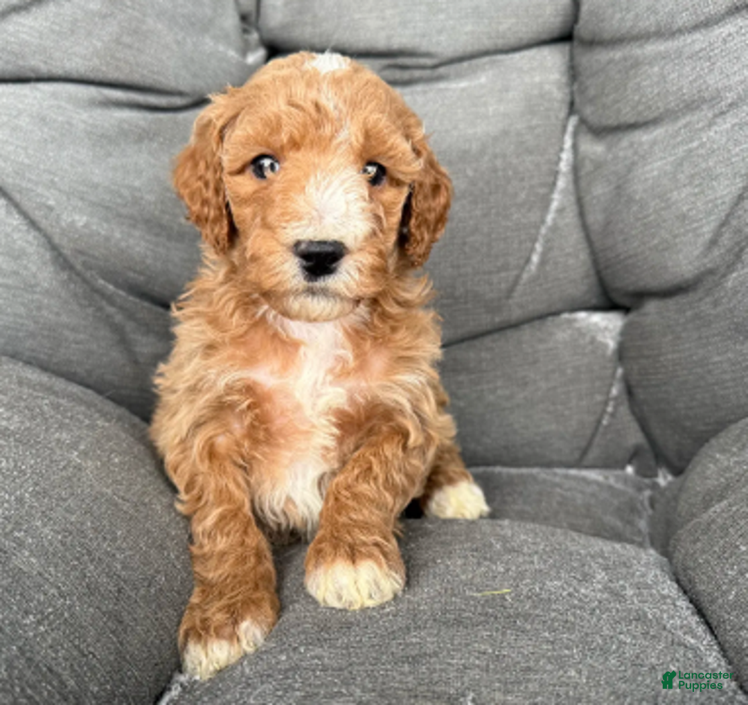Miniature Poodle dogs for sale: Rover - Ad 2