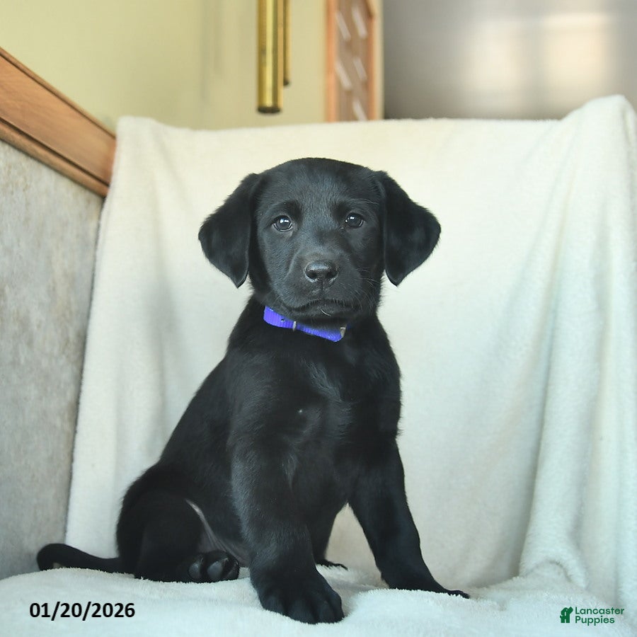 Labrador Retriever dogs Japheth  - Ad 11