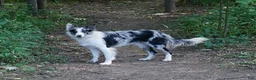 Border Collie dogs for sale: VERA - Ad 4