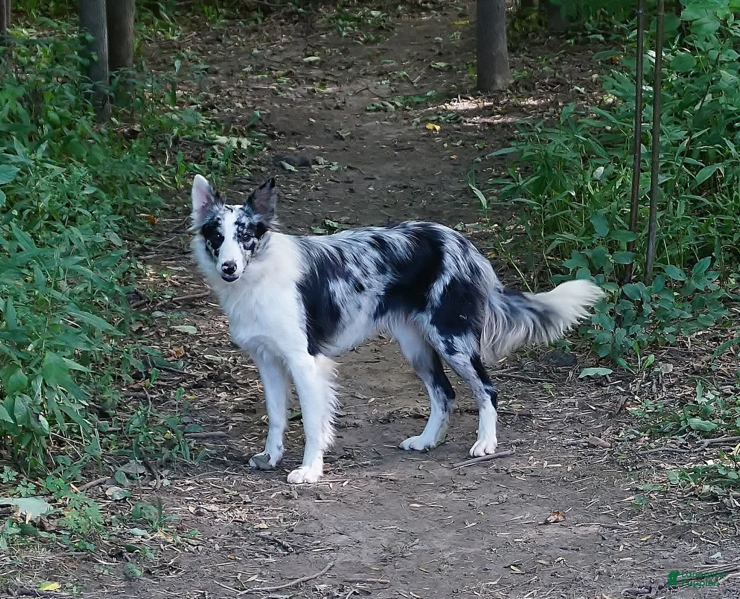 Border Collie dogs for sale: VERA - Ad 4