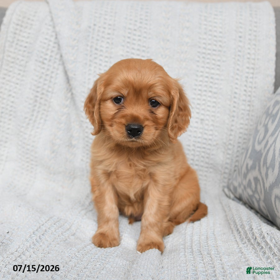 Miniature Golden Retriever dogs Milo - Ad 1