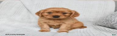 Milo