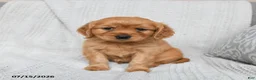 Miniature Golden Retriever dogs for sale: Milo - Ad 1