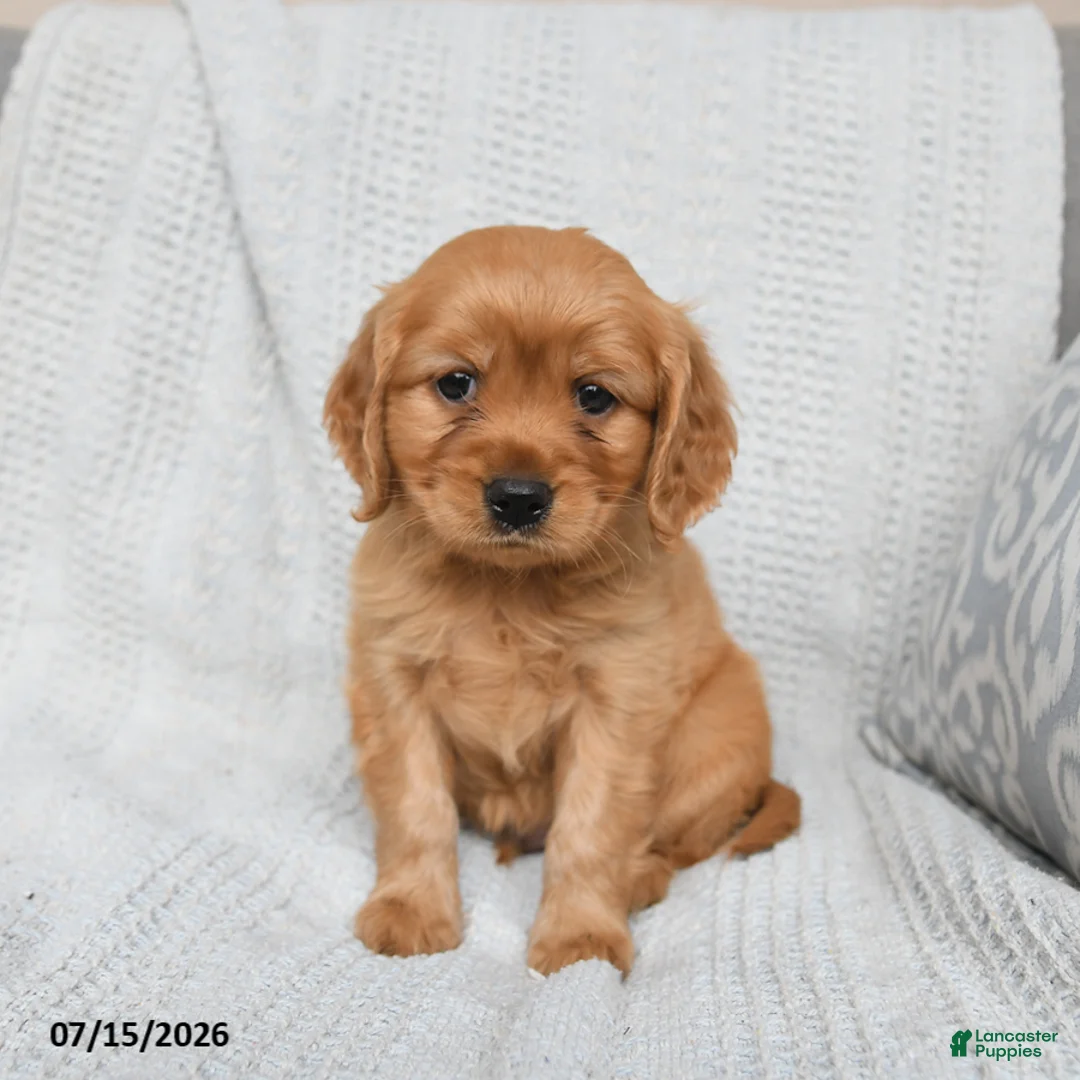 Miniature Golden Retriever dogs for sale: Milo - Ad 1