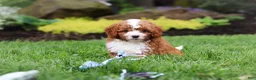Cavapoo dogs for sale: Frankie - Ad 9