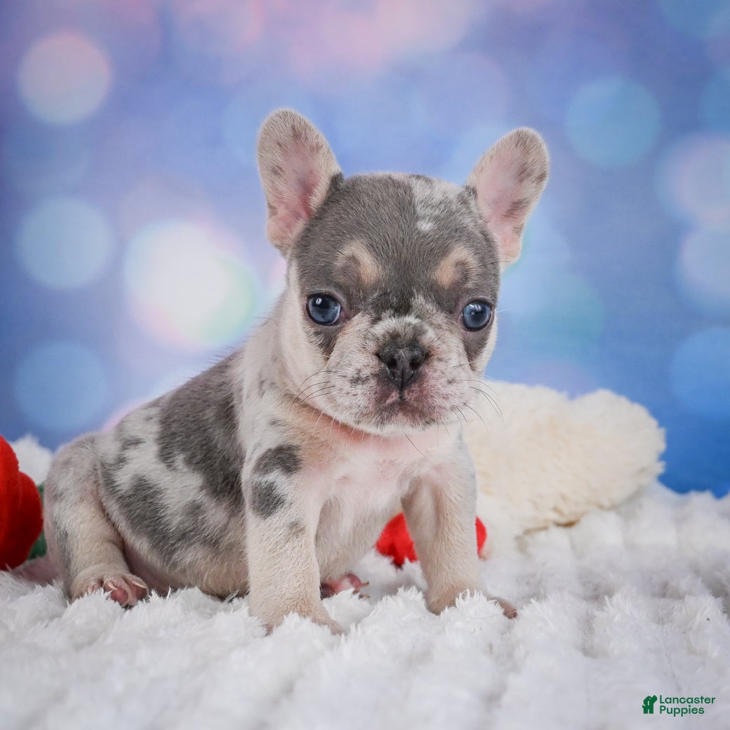 French Bulldog dogs for sale: Rose - Ad 9