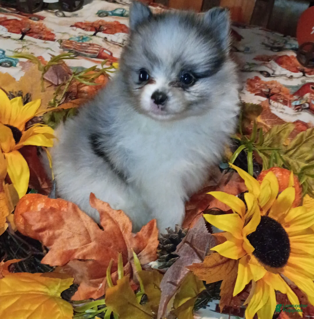 Pomeranian dogs for sale: Pomeranian 2 - Ad 1