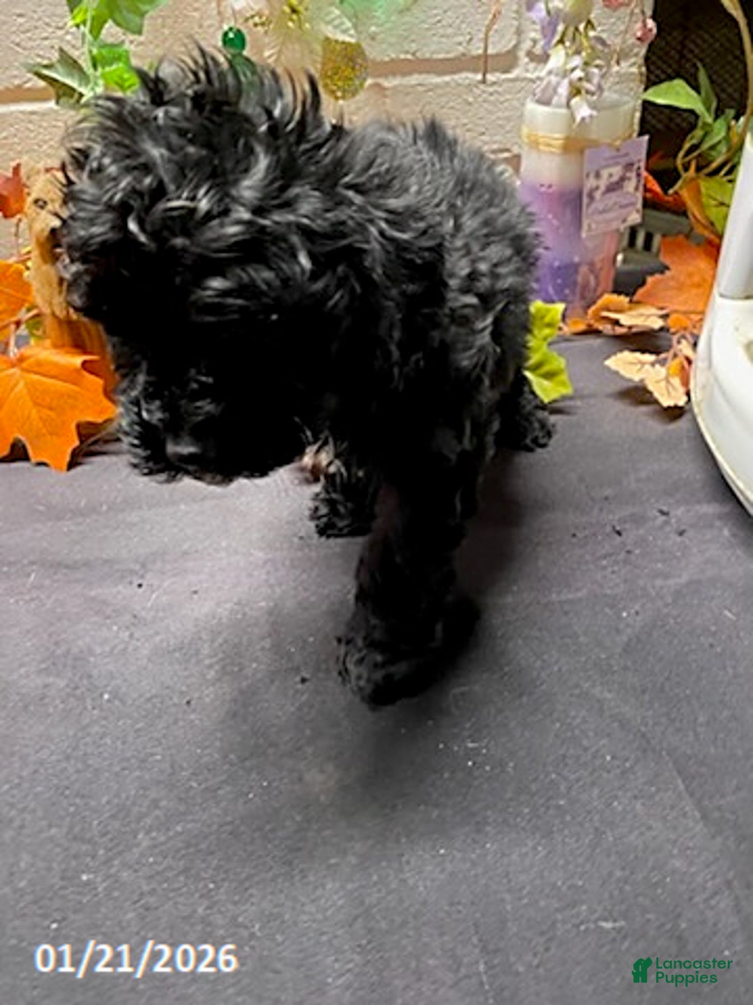 Cockapoo dogs for sale: Ace - Ad 3