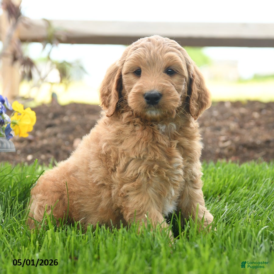 Goldendoodle dogs Topper - Ad 2