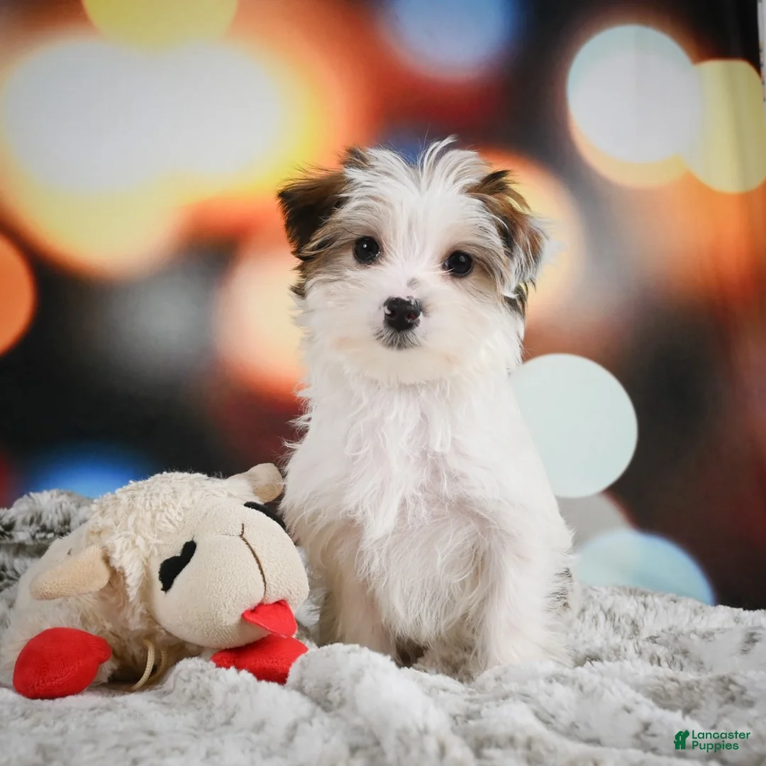 Morkie dogs for sale: Sadie - Ad 2
