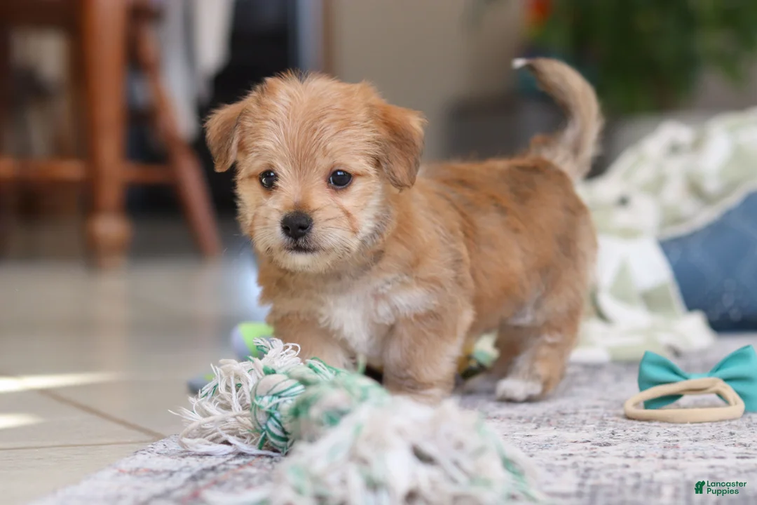 Morkie dogs for sale: Rory - Ad 14