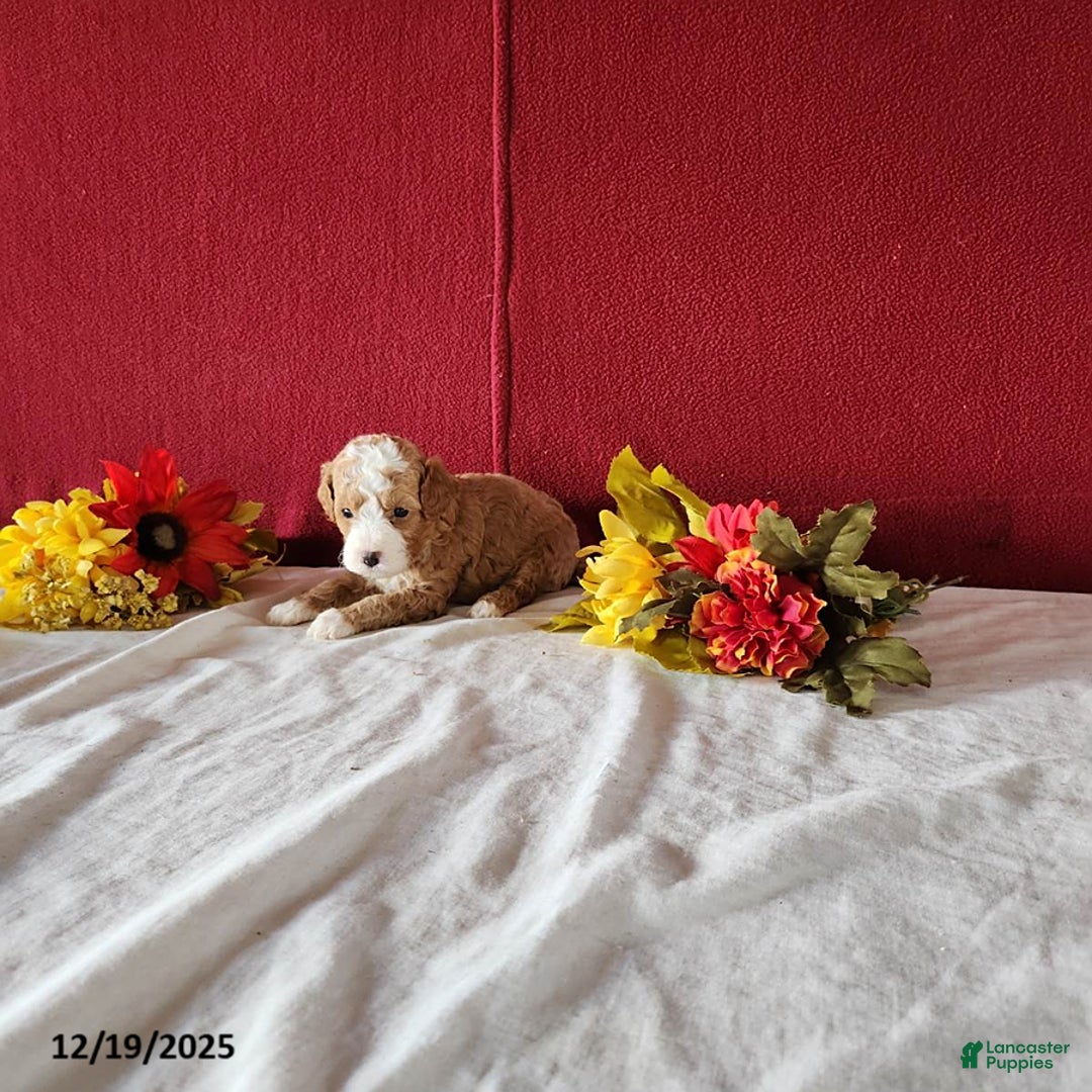Cavapoo dogs for sale: Timmy - Ad 2