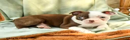 Boston Terrier dogs for sale: Bryce - Ad 3