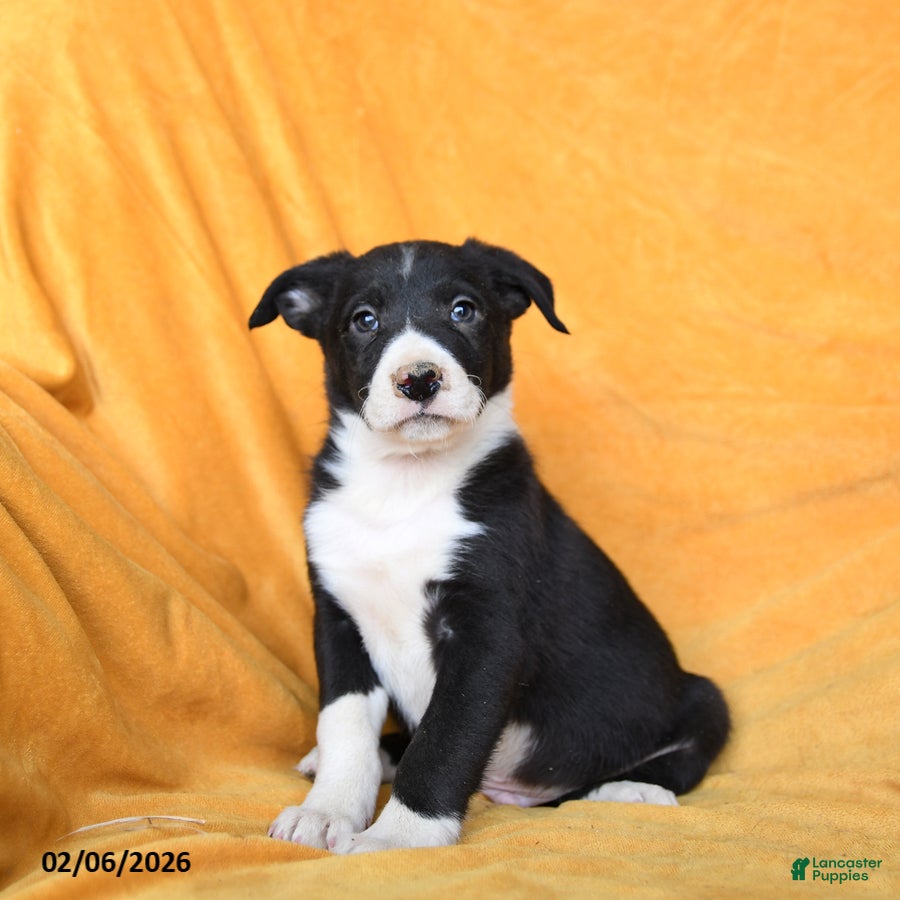 Border Collie dogs Walnut - Ad 28
