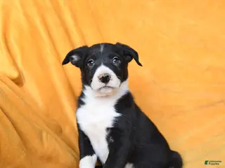 Border Collie dogs Walnut - Ad 26