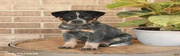 Australian Cattle Dog dogs for sale: Milo - Ad 5
