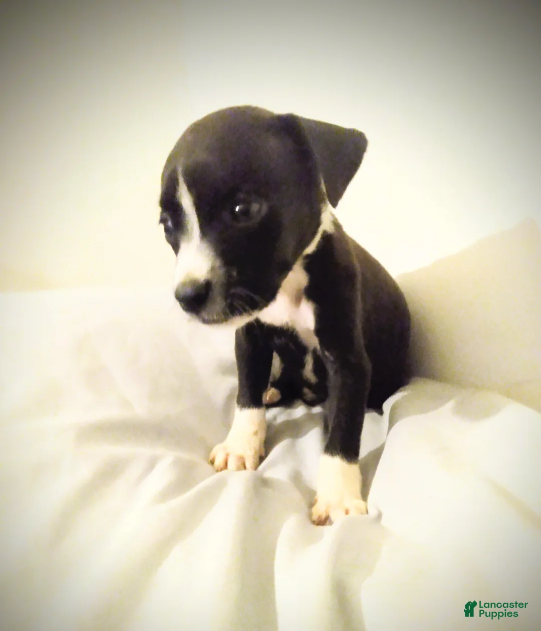 American Pit Bull Terrier dogs for sale: American Pit Bull Terrier 2 - Ad 1